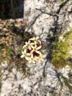 Crassula fascicularis Lam. resmi