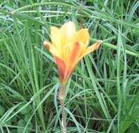 Imagem de Zephyranthes puertoricensis Traub