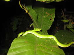 Image of Hagen’s pitviper