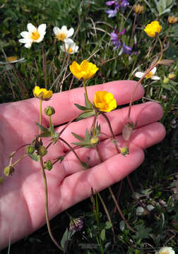 Image of stipulated cinquefoil