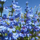 Image de Penstemon saxosorum Pennell