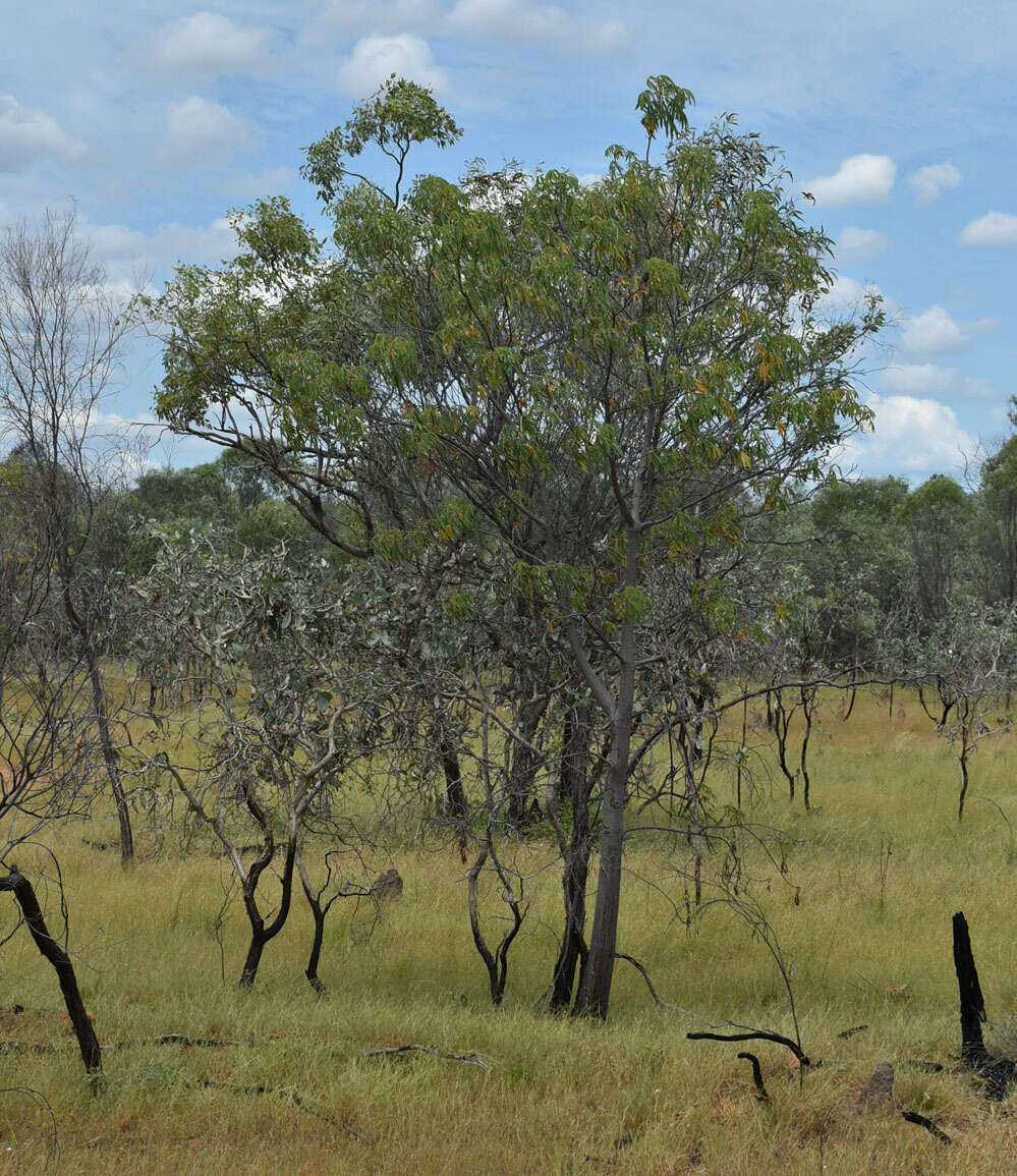 Image of Cochlospermum gillivraei subsp. gregorii