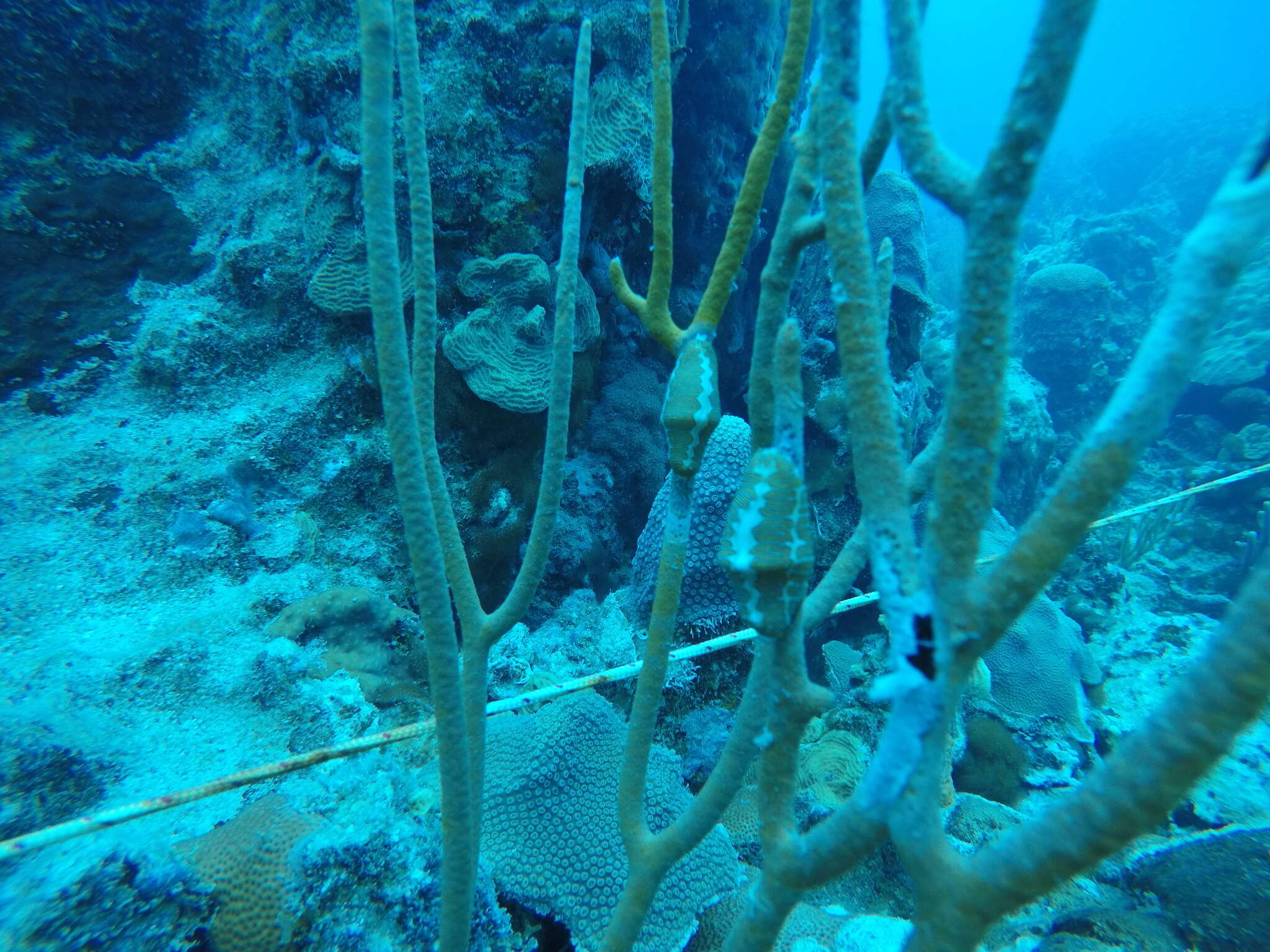 Image of Fingerprint cowry