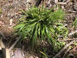 Imagem de Panicum laxiflorum Lam.