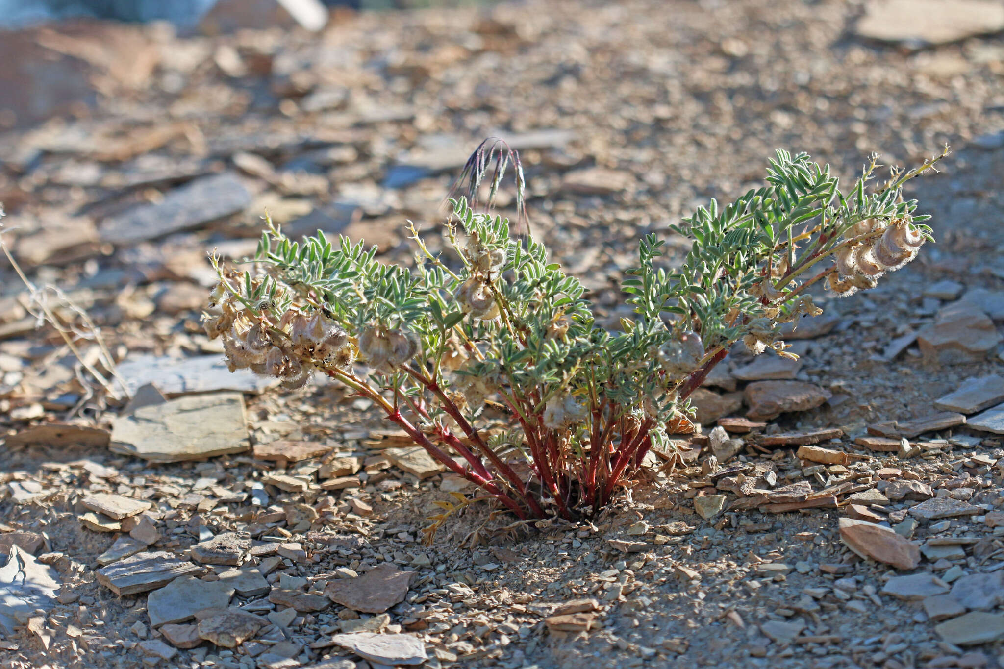 Imagem de Astragalus pubentissimus Torr. & A. Gray