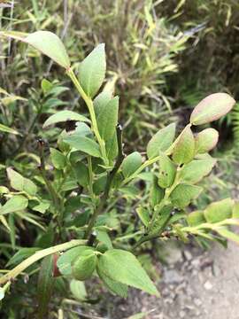 Imagem de Vaccinium japonicum var. lasiostemon Hayata