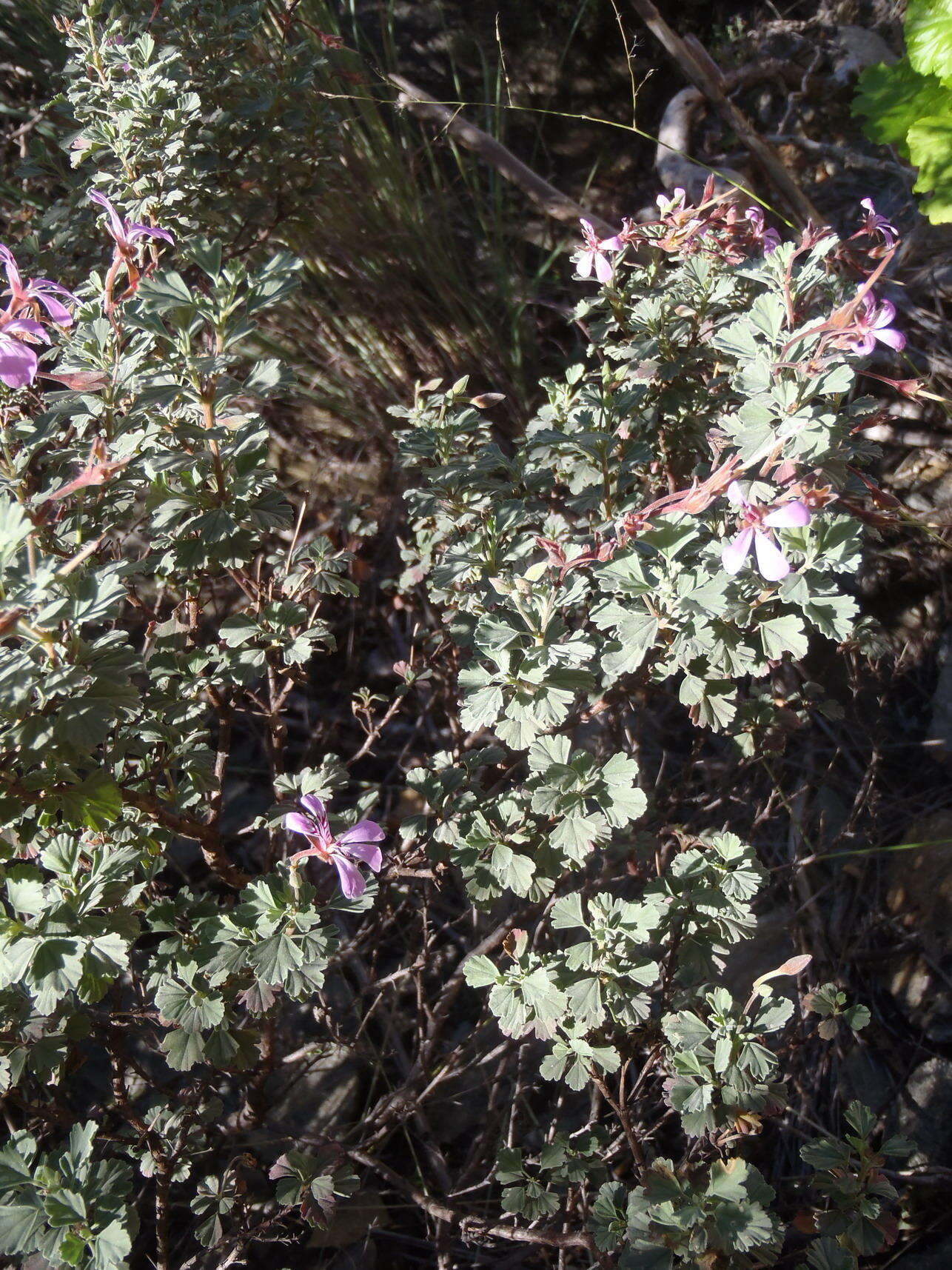 Imagem de Pelargonium exstipulatum (Cav.) L'Her.