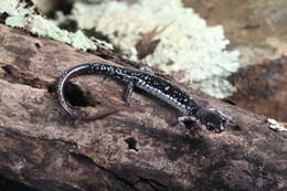 Plancia ëd Plethodon fourchensis Duncan & Highton 1979