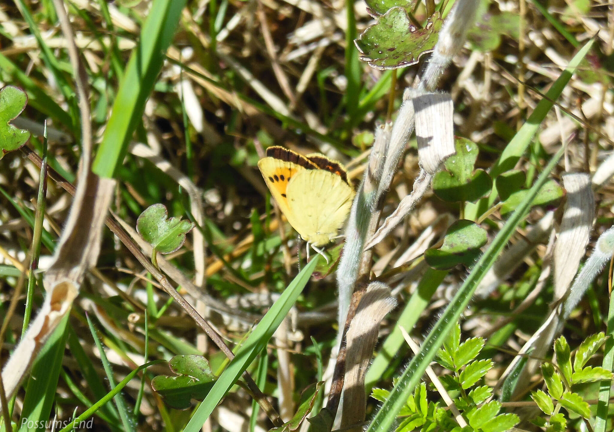 Lycaena feredayi (Bates 1867) resmi