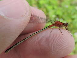 Image of Rambur's Forktail