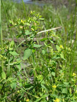 Image of northern St. Johnswort