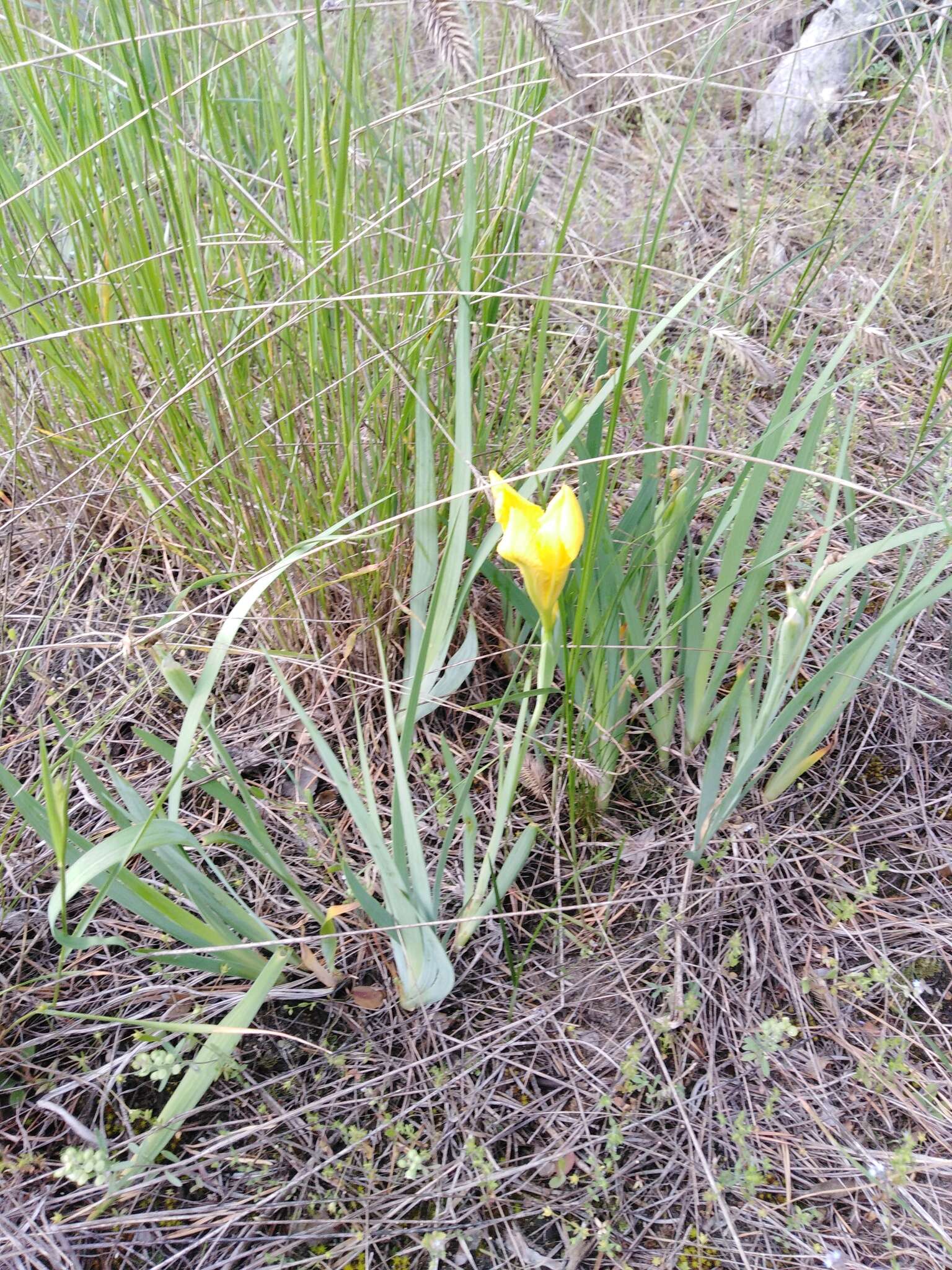 Plancia ëd Iris arenaria Waldst. & Kit.