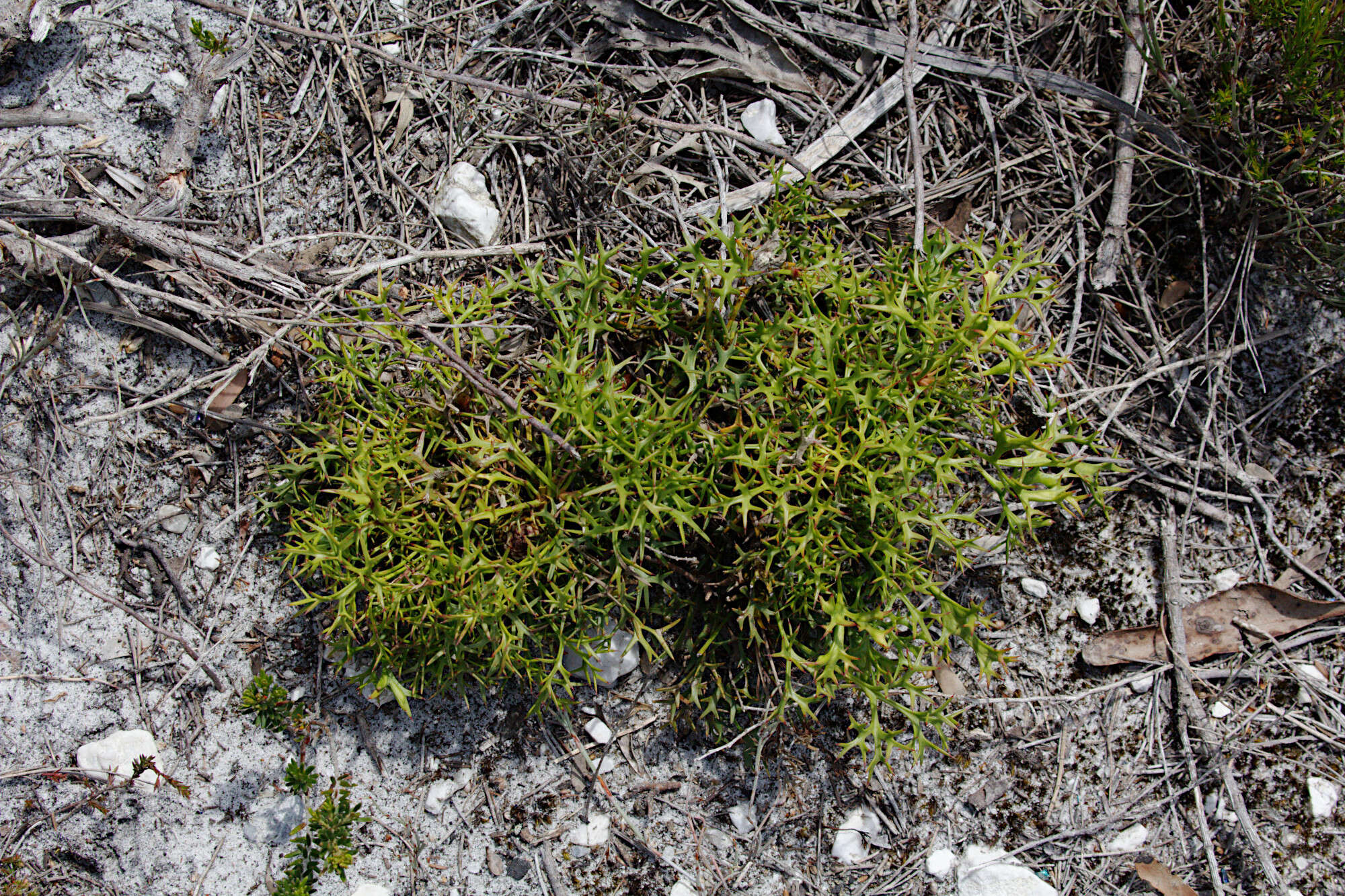 Imagem de Isopogon ceratophyllus R. Br.