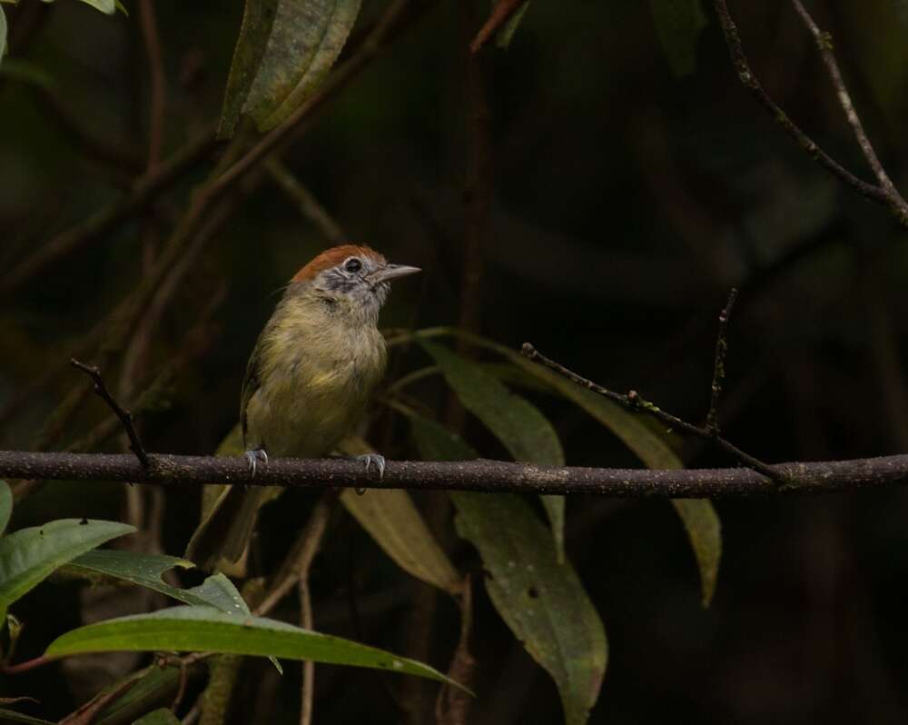 Image of Rufous-crowned Greenlet