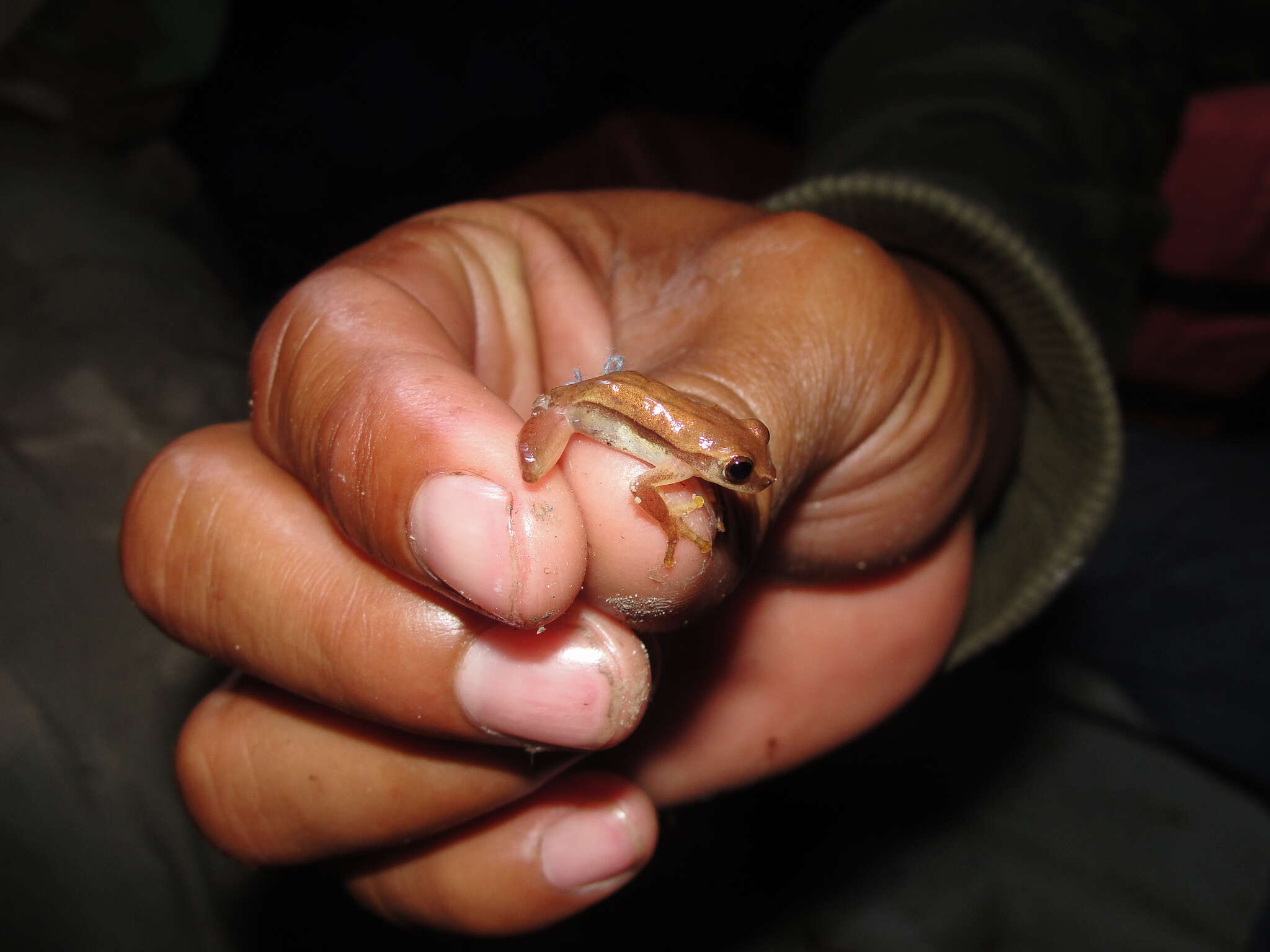 Image de Dendropsophus robertmertensi (Taylor 1937)