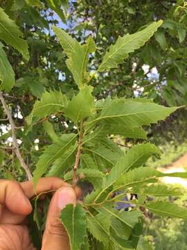 Imagem de Quercus libani G. Olivier