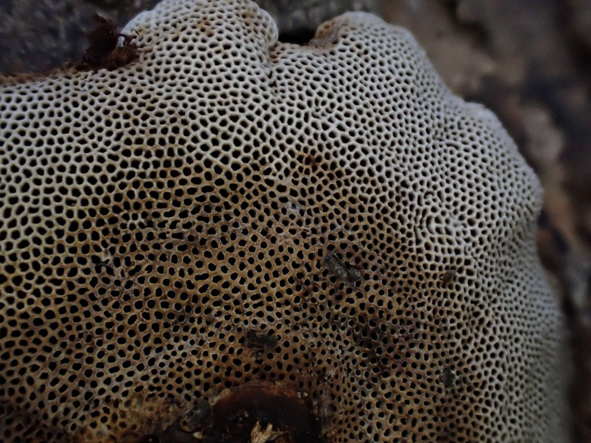 Image of Trametes hirta (P. Beauv.) Zmitr., Wasser & Ezhov 2012