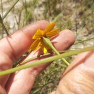 Tagetes linifolia Seaton resmi