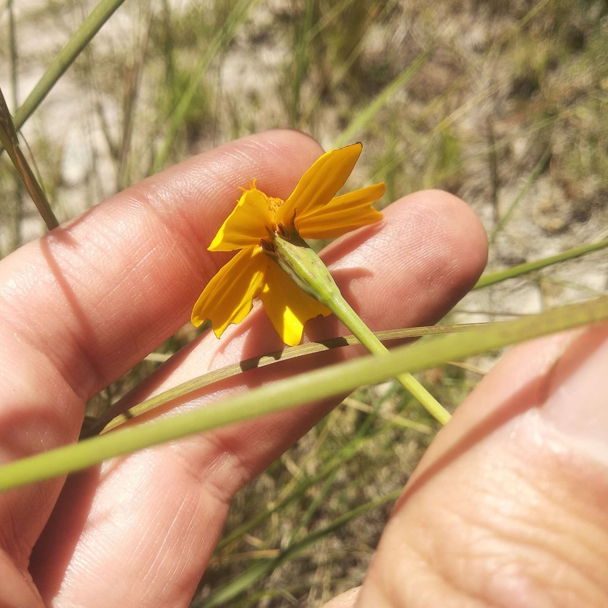 Tagetes linifolia Seaton resmi