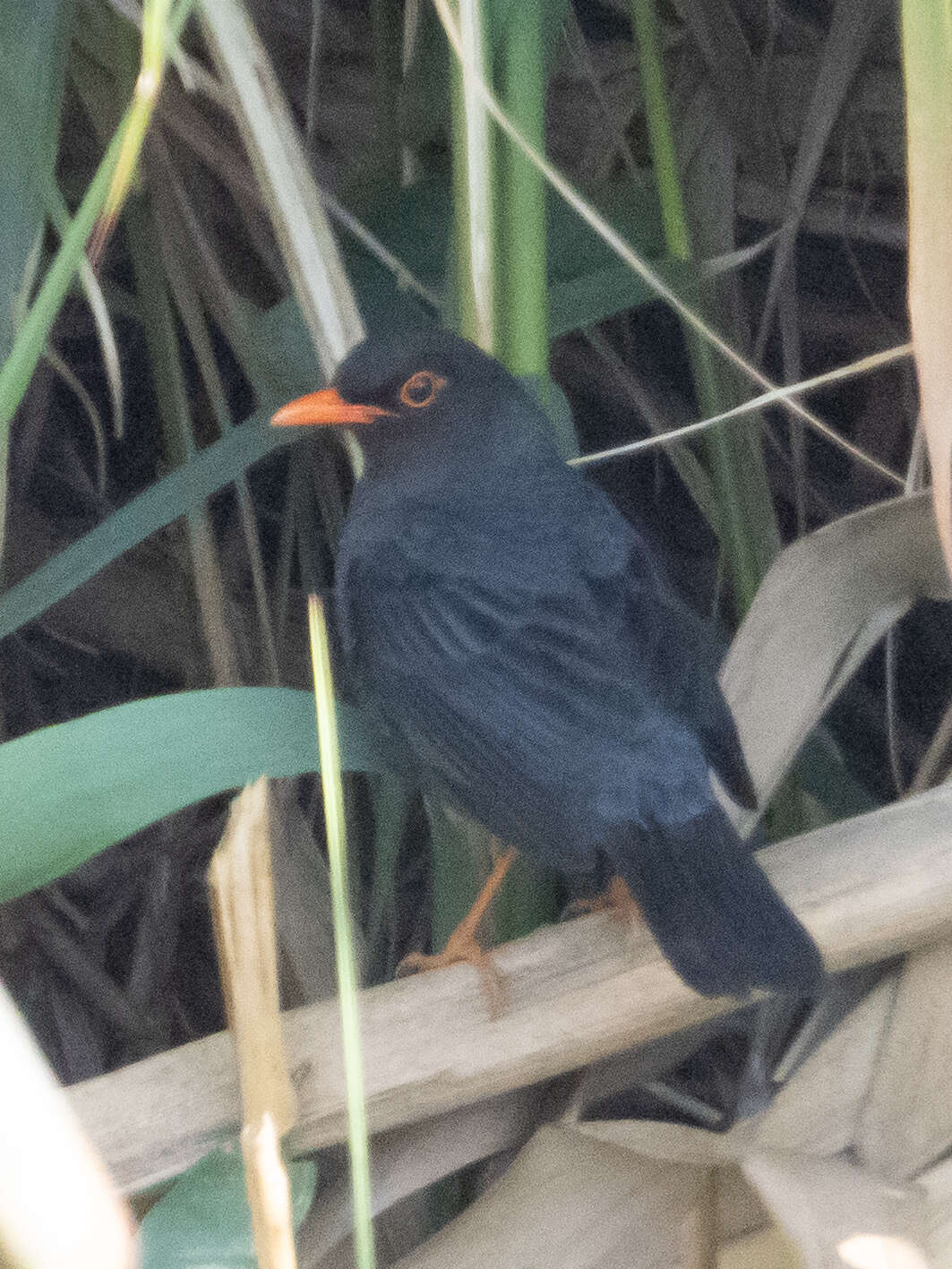 Image of Turdus simillimus kinnisii (Blyth 1851)