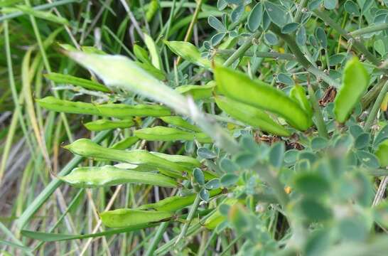 Plancia ëd Calicotome infesta (C. Presl) Guss.