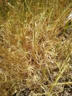 Image of Narrow-leaved Water-dropwort