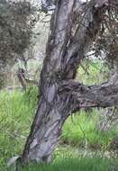 Image of Melaleuca cuticularis Labill.