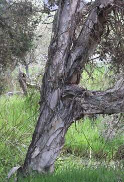 Imagem de Melaleuca cuticularis Labill.