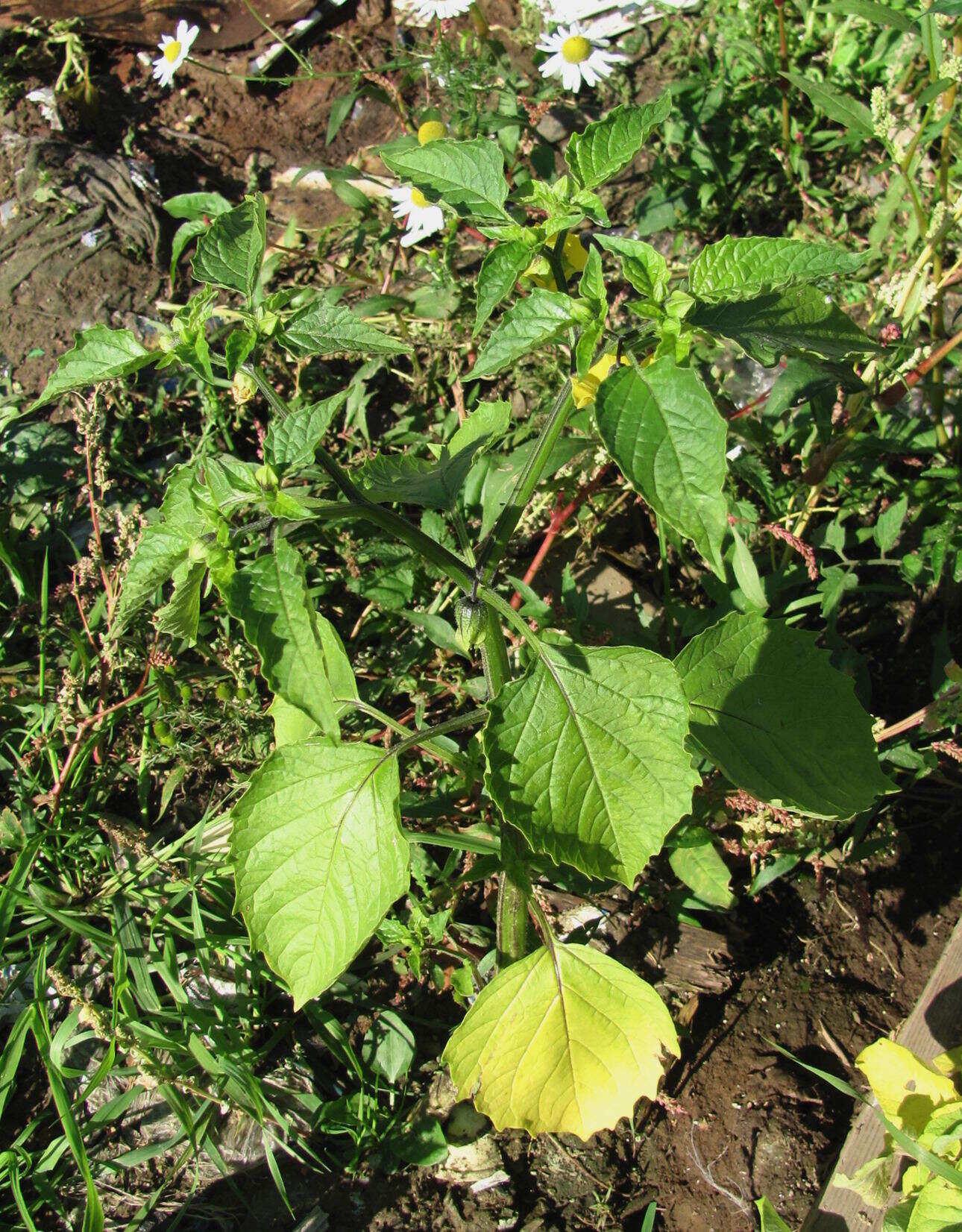 Image of Wild gooseberry