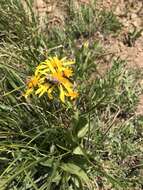 Image of Thick-Leaf Ragwort