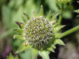 صورة Knautia basaltica Chassagne & Szabo