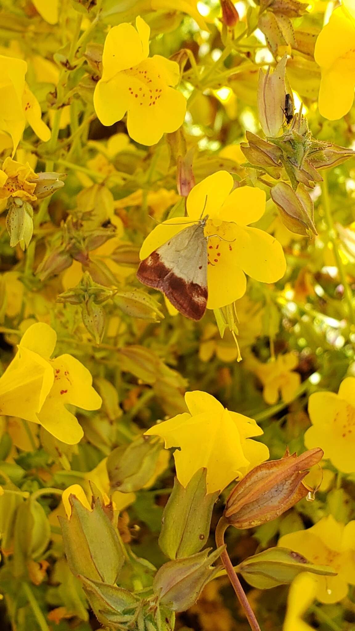 Image of Pyrausta semirubralis Packard 1873