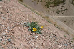 Image of Glaucium squamigerum Kar. & Kir.