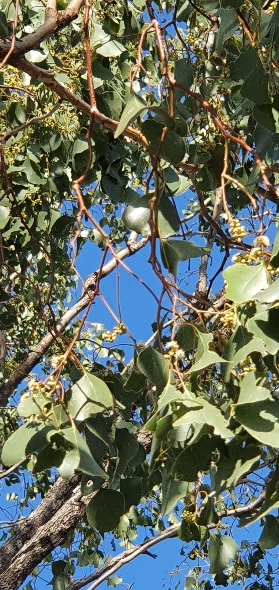 Image of Eucalyptus populnea F. Müll.