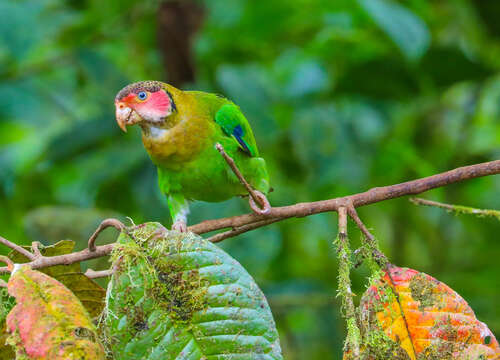 Image of Rose-faced Parrot