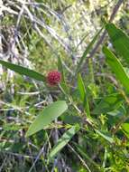 Sivun Beesonia ferrugineus (Froggatt 1921) kuva