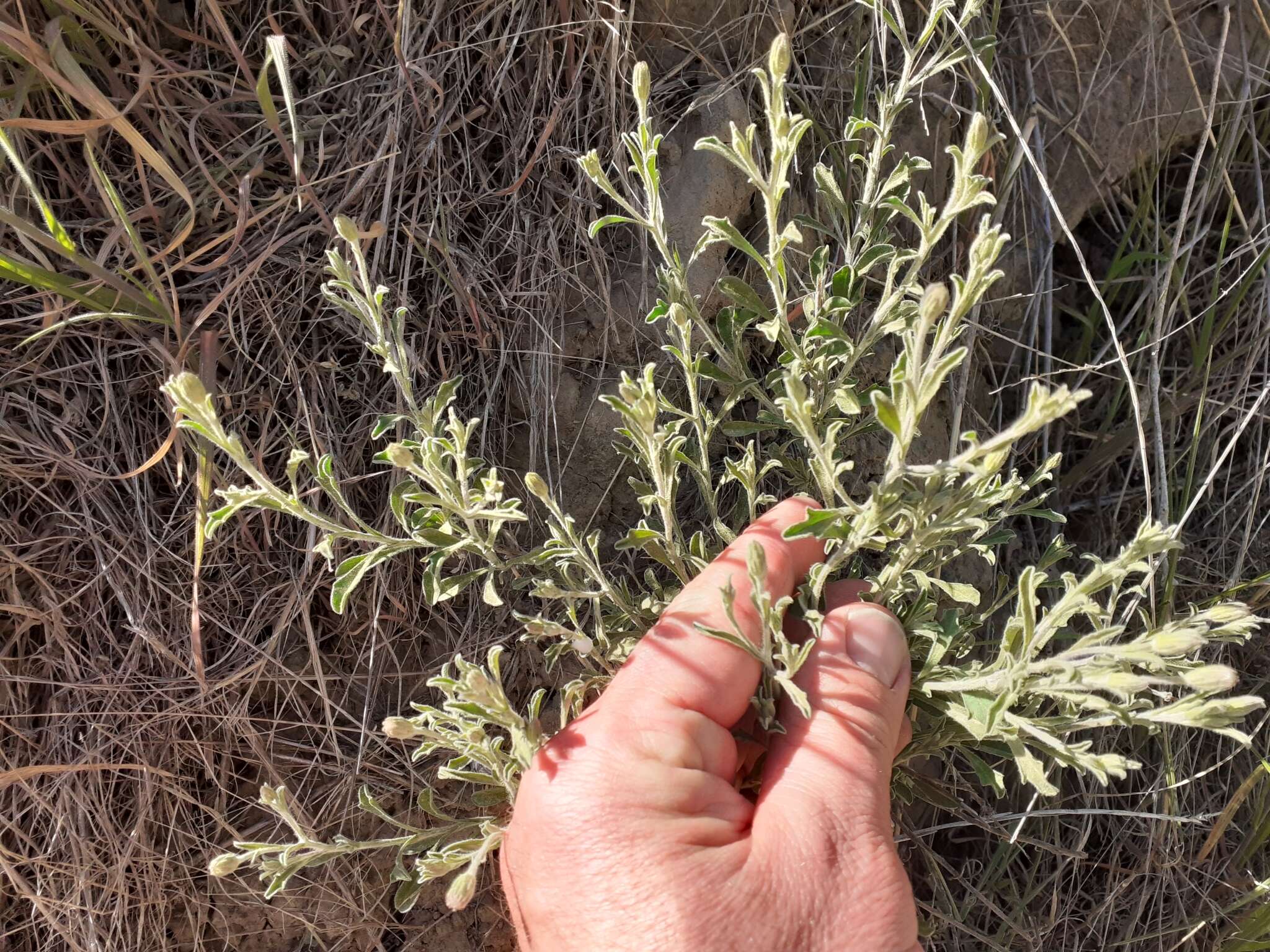 Imagem de Vittadinia gracilis (Hook. fil.) N. T. Burb.