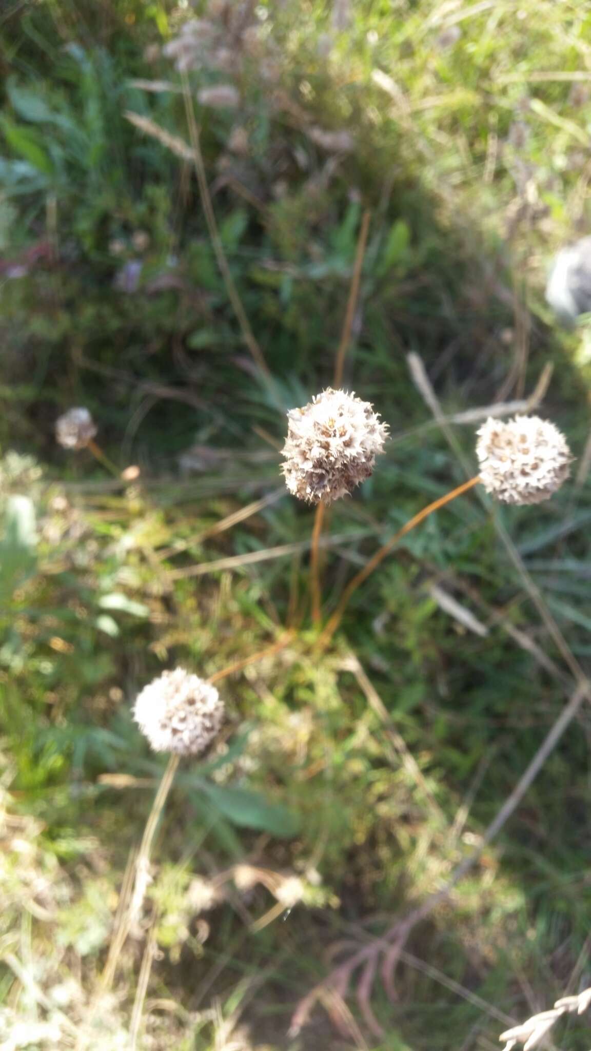 Imagem de Armeria maritima subsp. elongata (Hoffm.) Bonnier