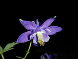 Image of Aquilegia dumeticola Jord.