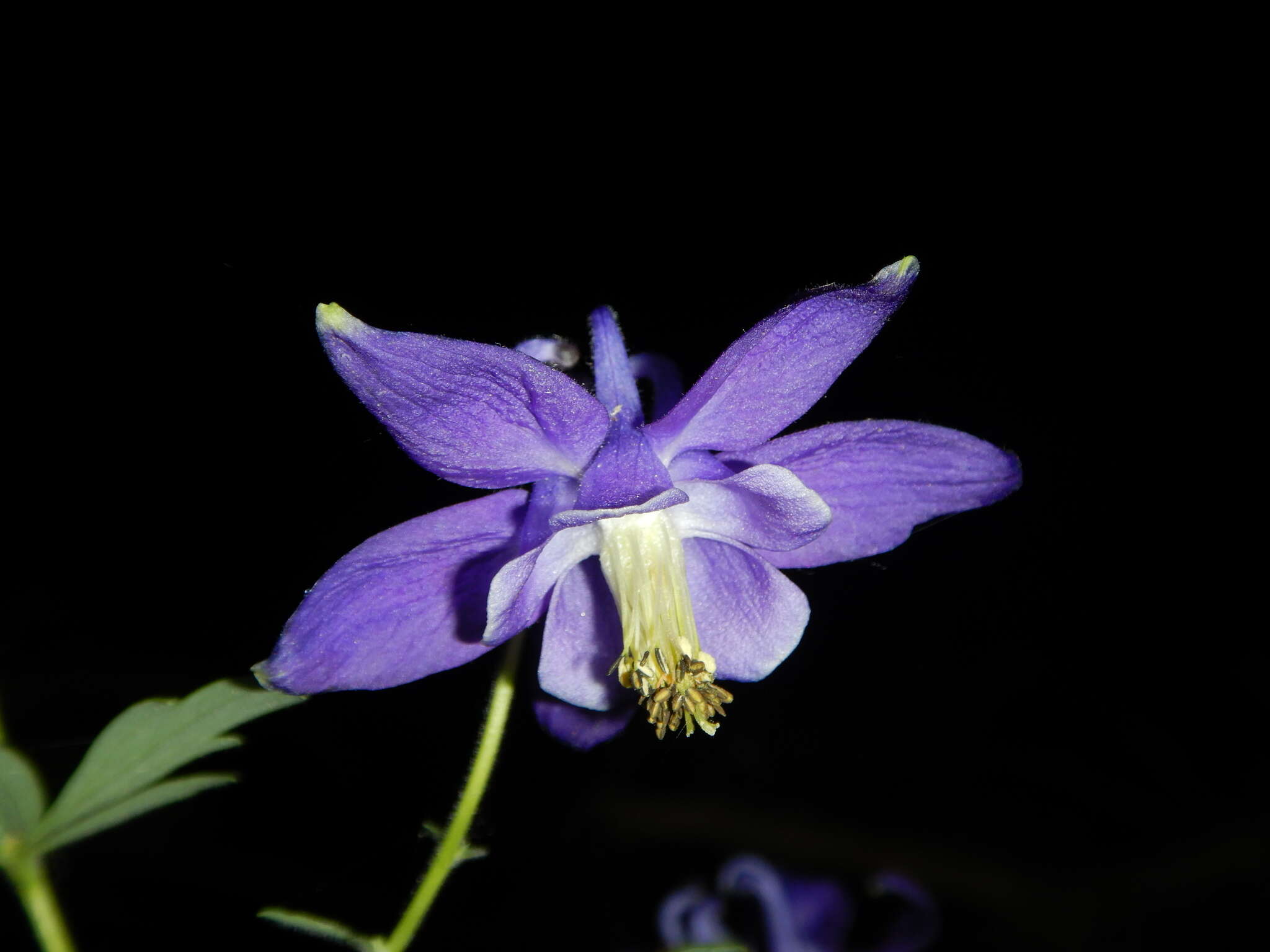 Image of Aquilegia dumeticola Jord.