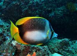 Image of Somali Butterflyfish