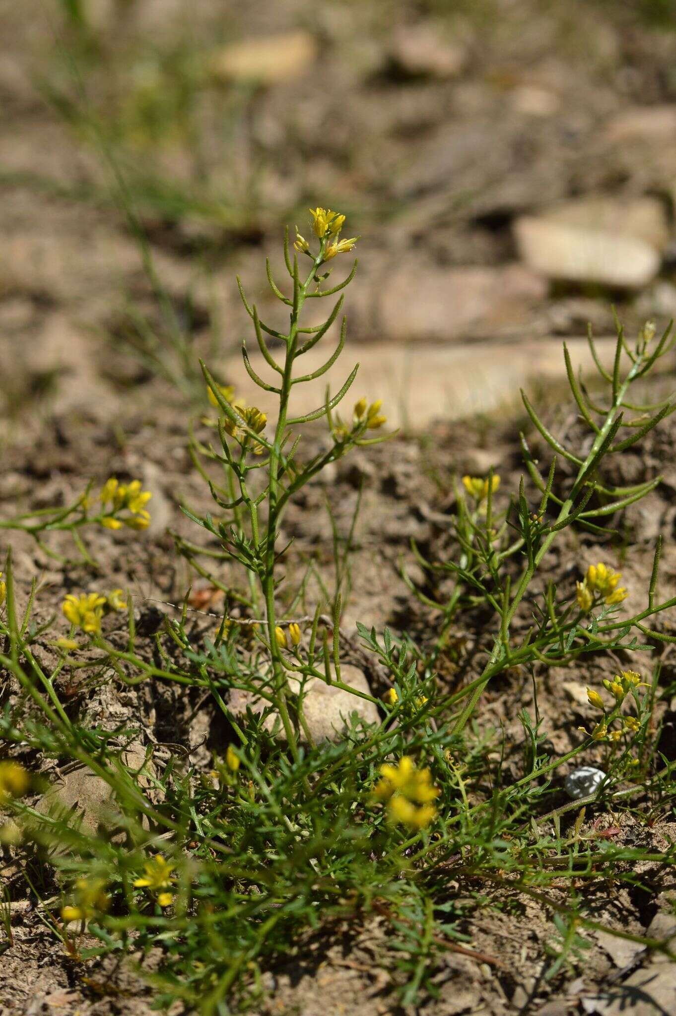 Image de Sisymbrella aspera (L.) Spach