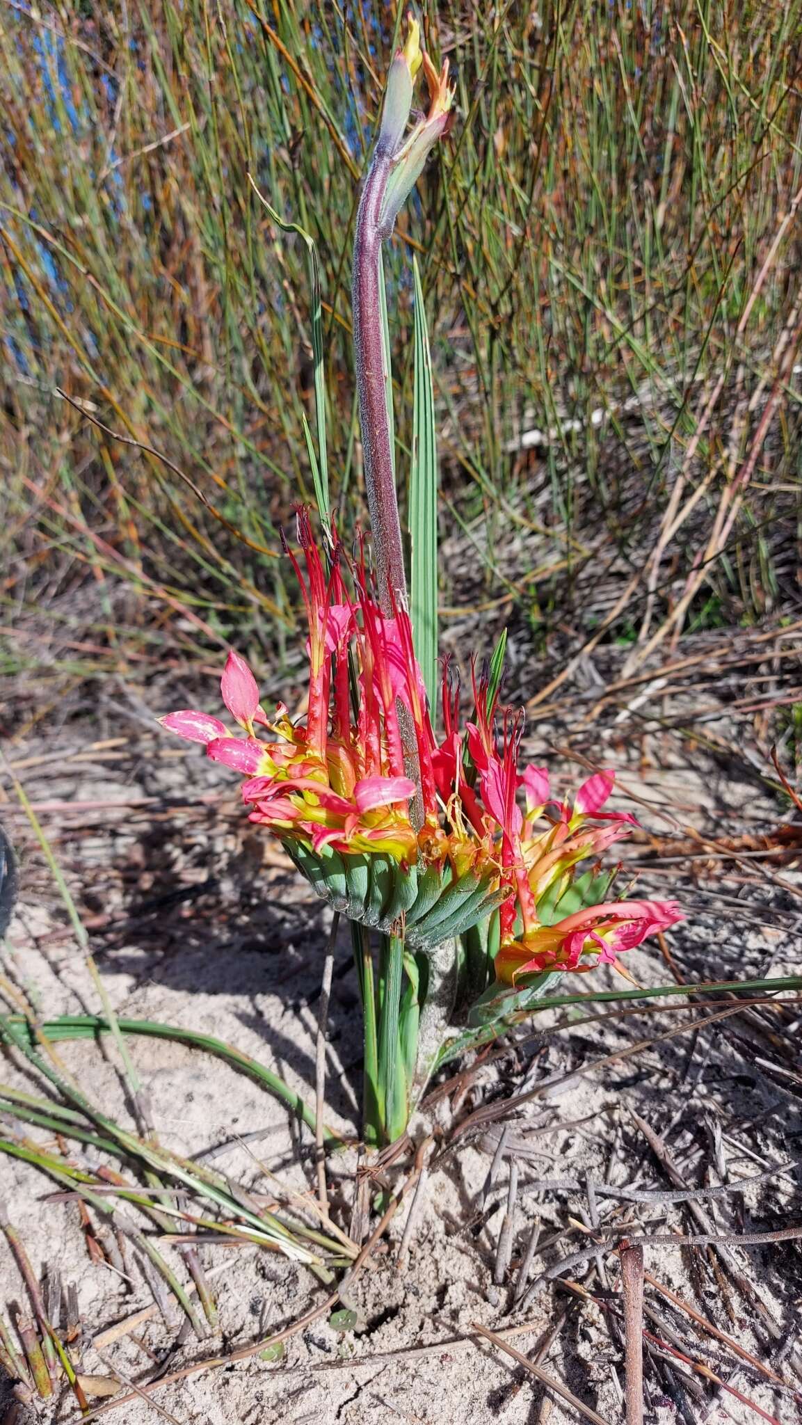 Image de Babiana ringens subsp. ringens