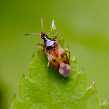 Image of Common flowerbug