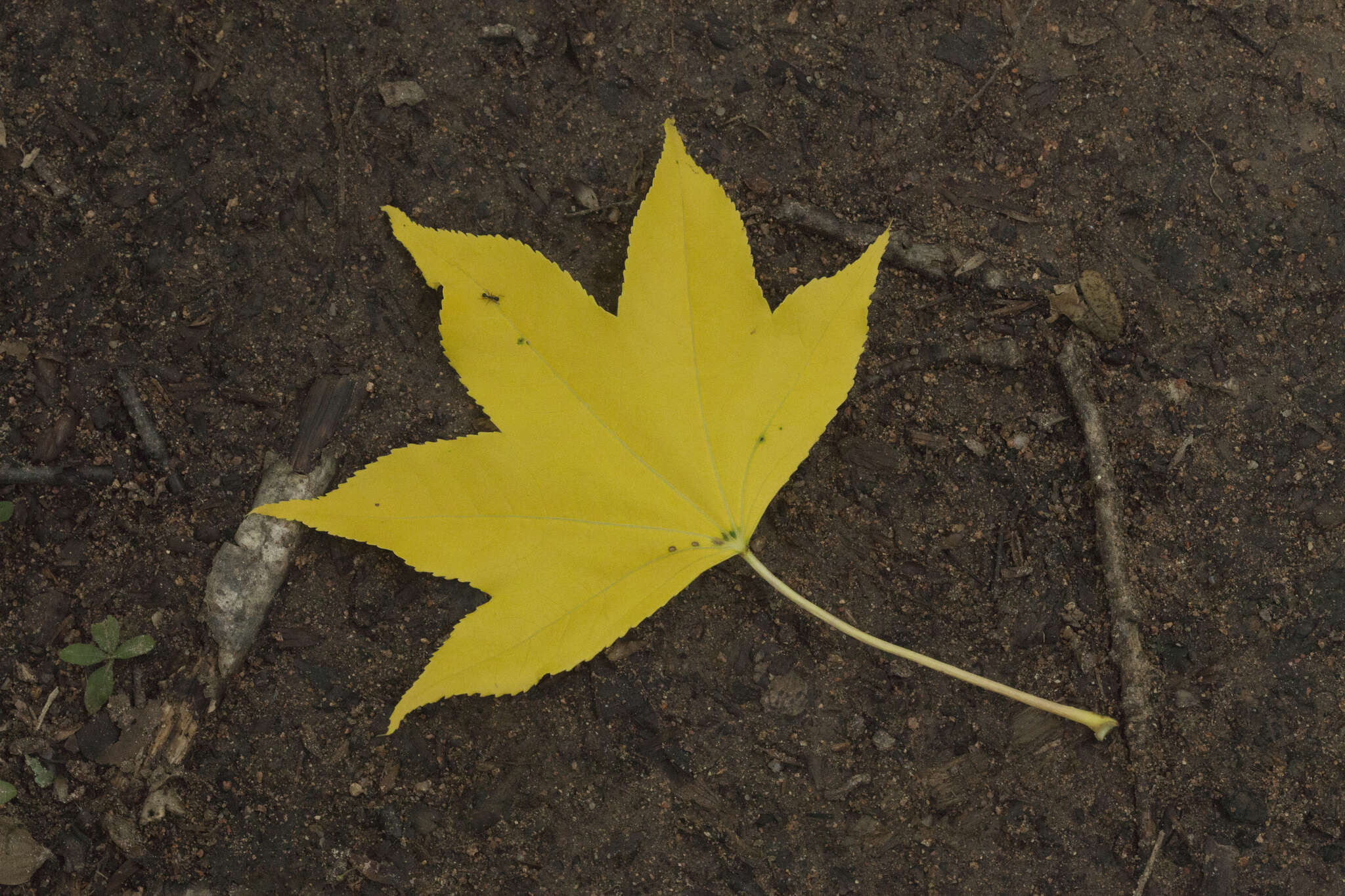 Image of castor aralia