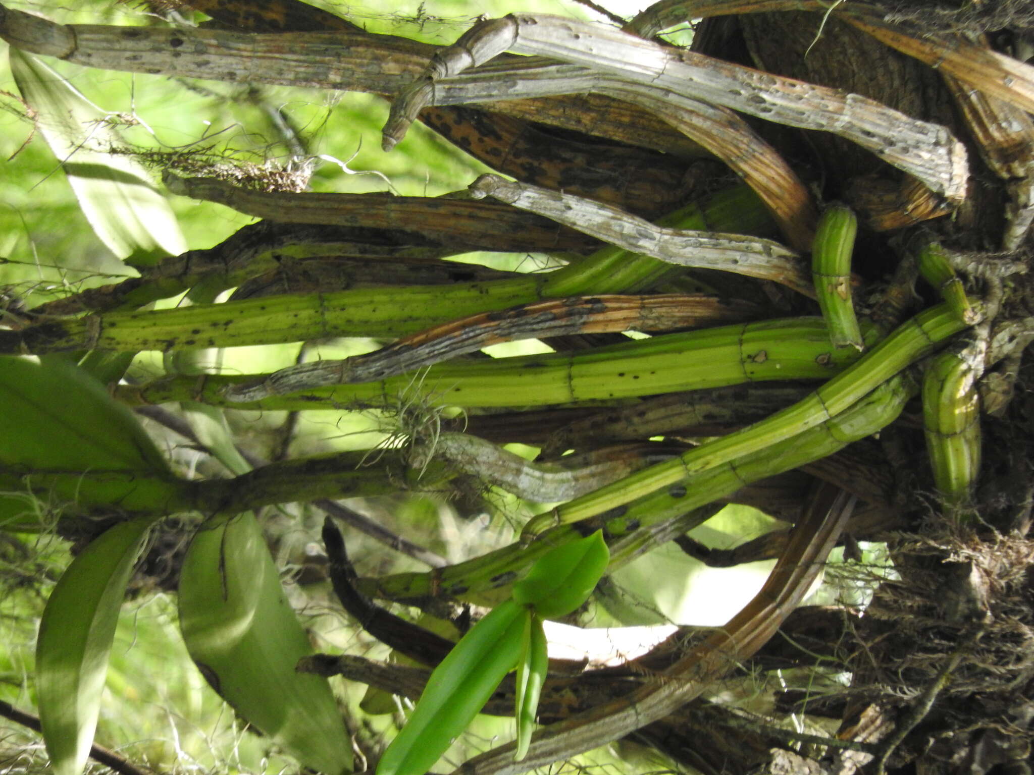 Plancia ëd Myrmecophila grandiflora (Lindl.) Carnevali, J. L. Tapia & I. Ramírez