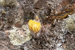 Image of Echinopsis aurea Britton & Rose