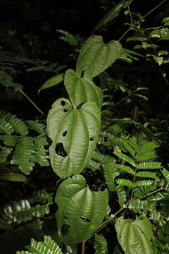 Image of Dalechampia heterobractea Armbr.