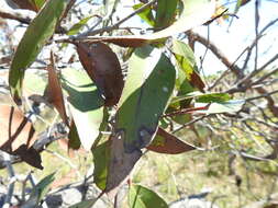 Image of Eucalyptus latisinensis K. D. Hill