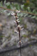 Image of Yawning leek orchid